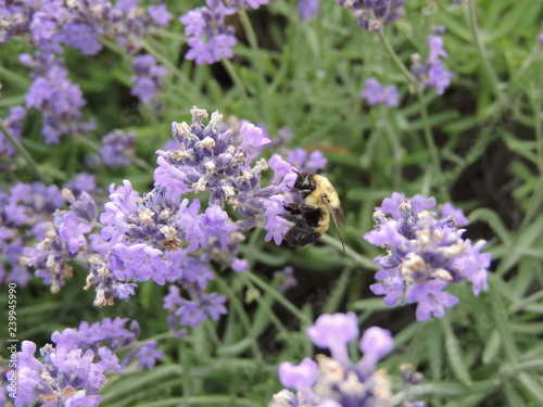 bee collecting pollen on flower