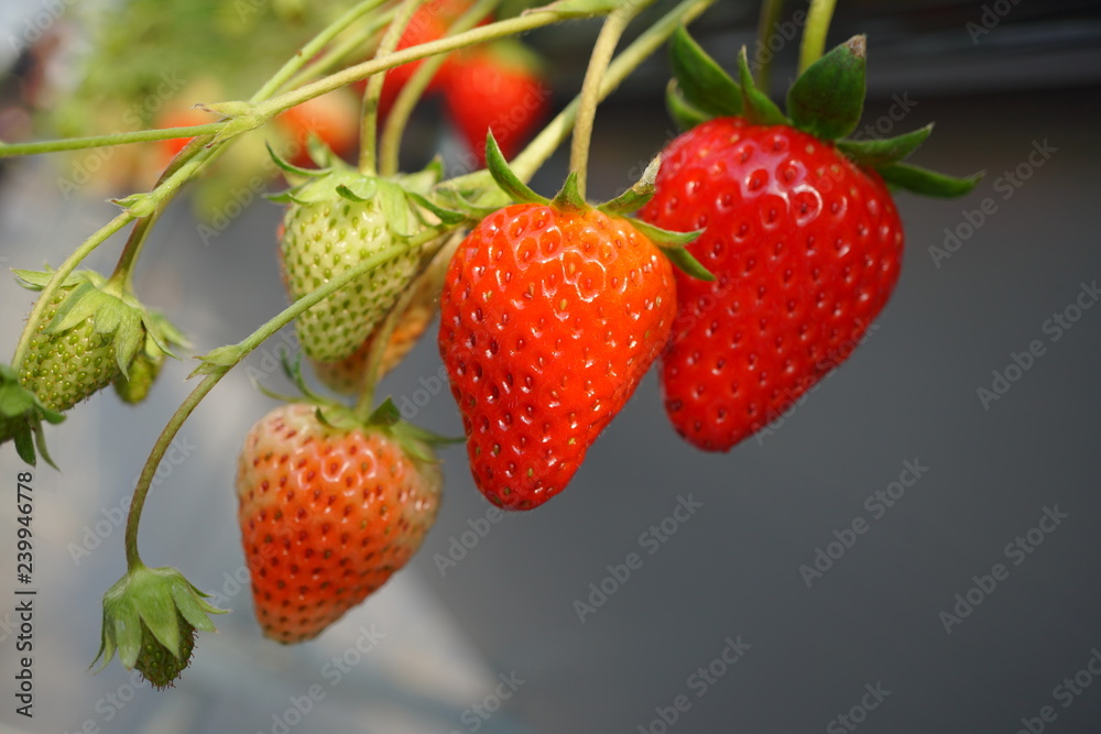 Shizuoka,Japan-December 20, 2018: Closeup of Strawberries and its flowers in December. Their variety name or breed name is Beni-Hoppe, which means rouged cheek in Japanese. Shizuoka,Japan-December 20, 2018: Closeup of Strawberries and its flowers in December. Their variety name or breed name is Beni-Hoppe, which means rouged cheek in Japanese.