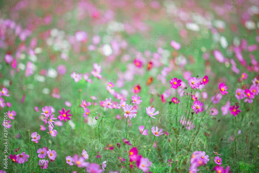 Close-up background of a flower (field of flowers Cosmos), nature wallpaper with breeze blowing, and partially blurred grass, surrounded by green nature Close-up background of a flower (field of flowers Cosmos), nature wallpaper with breeze blowing, and partially blurred grass, surrounded by green nature