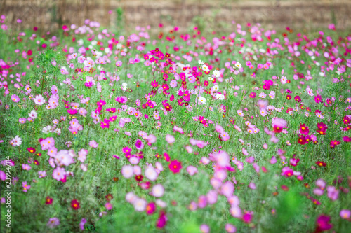 Close-up background of a flower  field of flowers Cosmos   nature wallpaper with breeze blowing  and partially blurred grass  surrounded by green nature