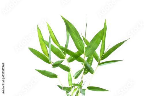 Fototapeta Naklejka Na Ścianę i Meble -   Bamboo leaves