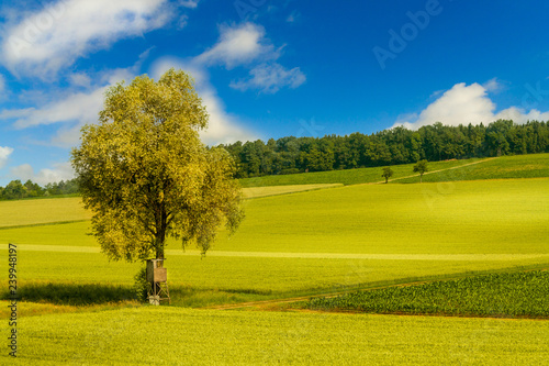 Lone tree