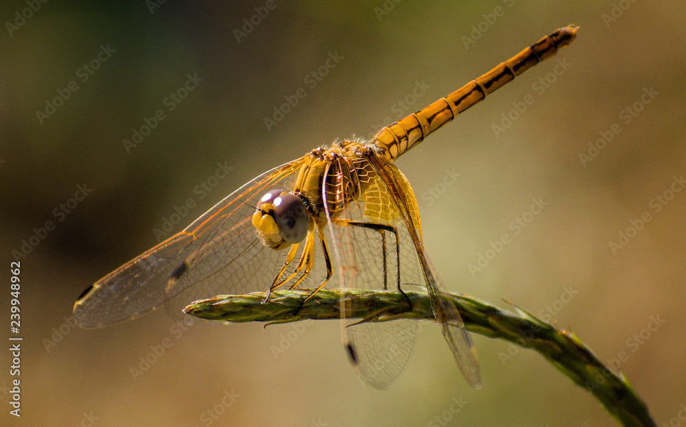 Assam culture and wildlife Assam culture and wildlife