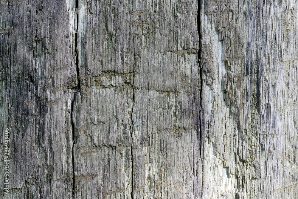 The wooden background of a large tree trunk, naturally aged. Contrast texture. The photo was taken in natural light The wooden background of a large tree trunk, naturally aged. Contrast texture. The photo was taken in natural light