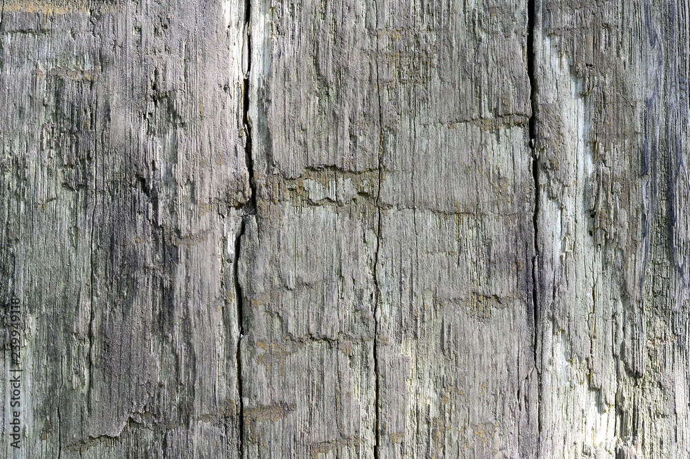 The wooden background of a large tree trunk, naturally aged. Contrast texture. The photo was taken in natural light The wooden background of a large tree trunk, naturally aged. Contrast texture. The photo was taken in natural light