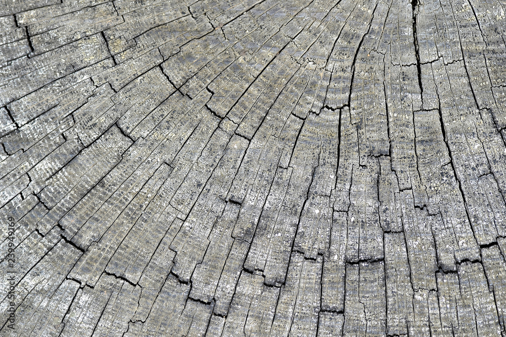 Wooden background of cross-cut old tree trunk cracked by time. Organic texture Wooden background of cross-cut old tree trunk cracked by time. Organic texture