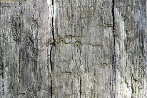 The wooden background of a large tree trunk, naturally aged. Contrast texture. The photo was taken in natural light