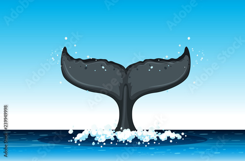 Humpback whale tail in ocean
