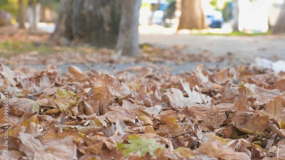 Autumn leaves on the ground in city sidewalk with walking people. Autumn leaves on the ground in city sidewalk with walking people.