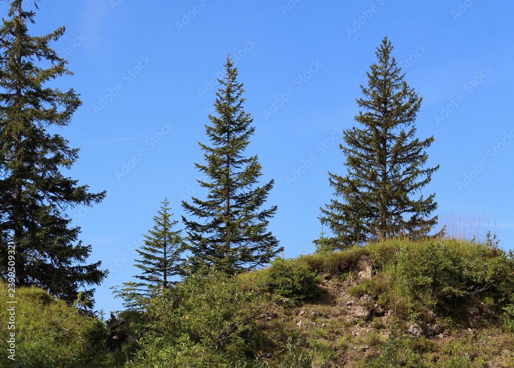 Alpine Pasture