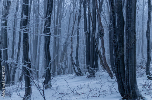 Fototapeta Naklejka Na Ścianę i Meble -  Las zimą 