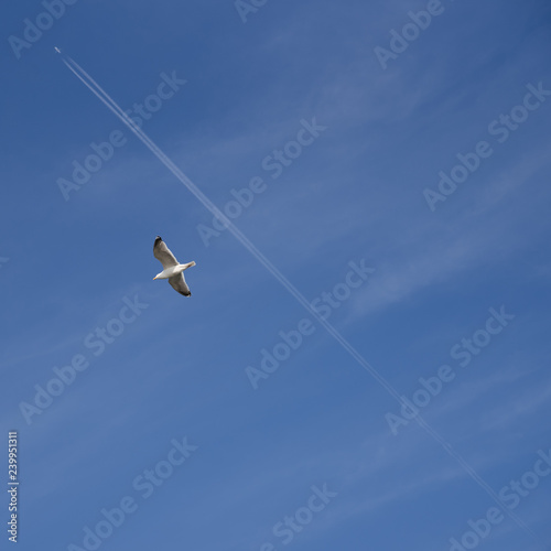 seagull flying in the blue sky © kolbaya