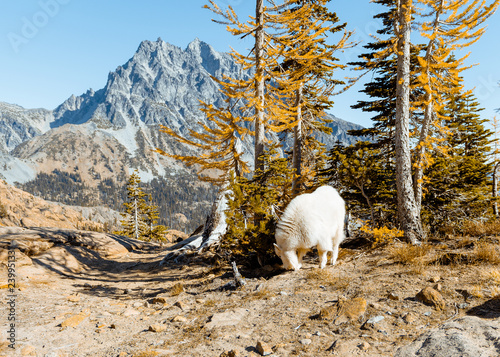 mountain goat in the wilderness