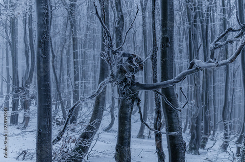 Fototapeta Naklejka Na Ścianę i Meble -  DRZEWO 