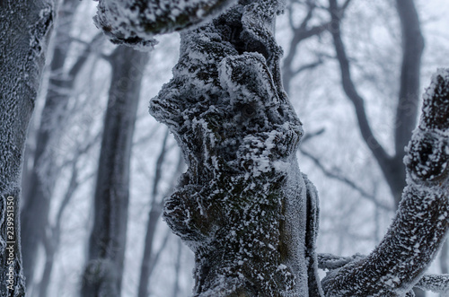 Fototapeta Naklejka Na Ścianę i Meble -  drzewo