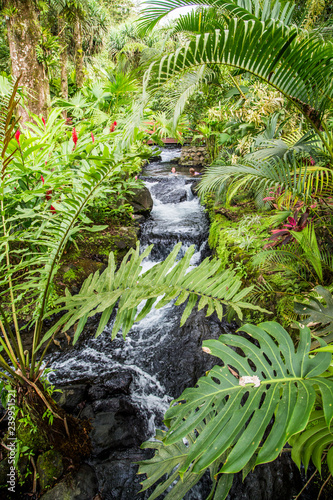 Fototapeta Naklejka Na Ścianę i Meble -  Rainforest Hot Springs