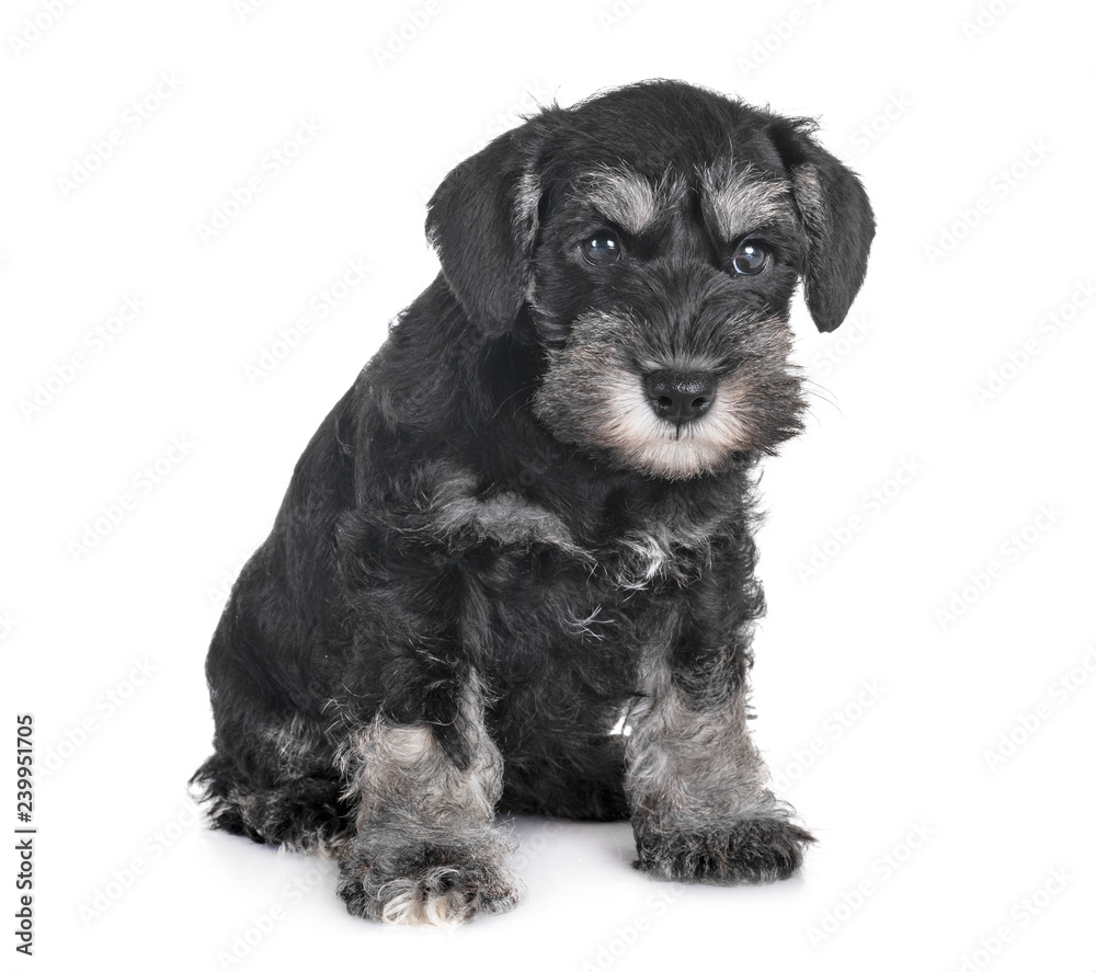 puppy miniature schnauzer