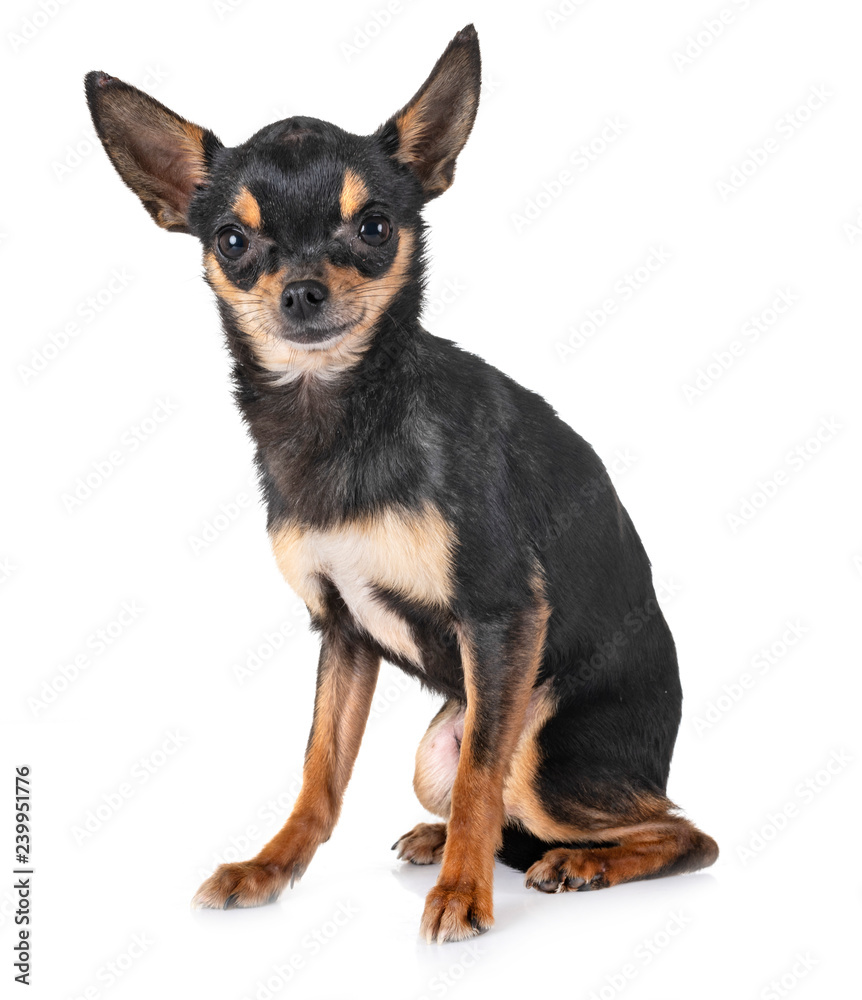chihuahua in studio