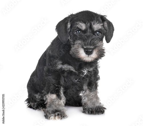 puppy miniature schnauzer