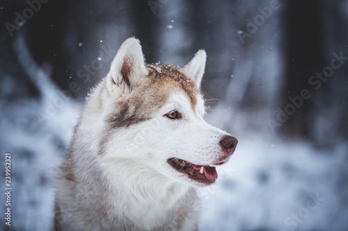 Profile Portrait of beautiful and happy Siberian Husky dog sitting on the snow in the mysterious forest in winter