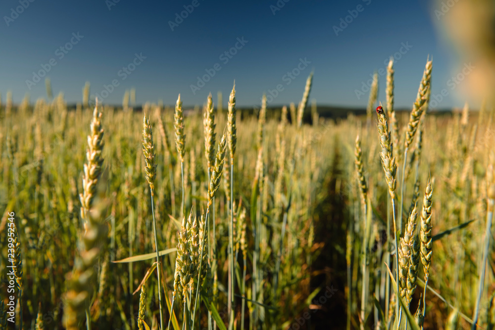 Obraz premium Wheat field and countryside scenery