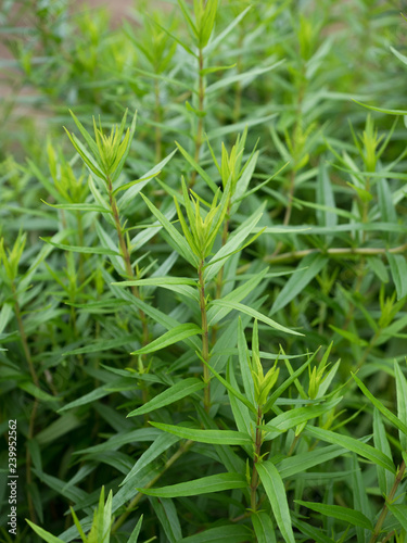 コガネバナ 薬用植物