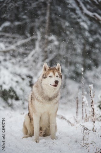 Profile Portrait of beautiful  serious and free Siberian Husky dog sitting on the snow in the dark forest in winter