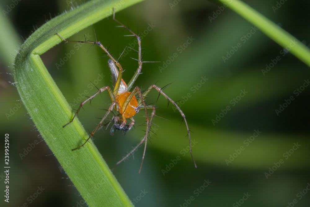 male lynx spider feeding on small insect while hanging on its web male lynx spider feeding on small insect while hanging on its web