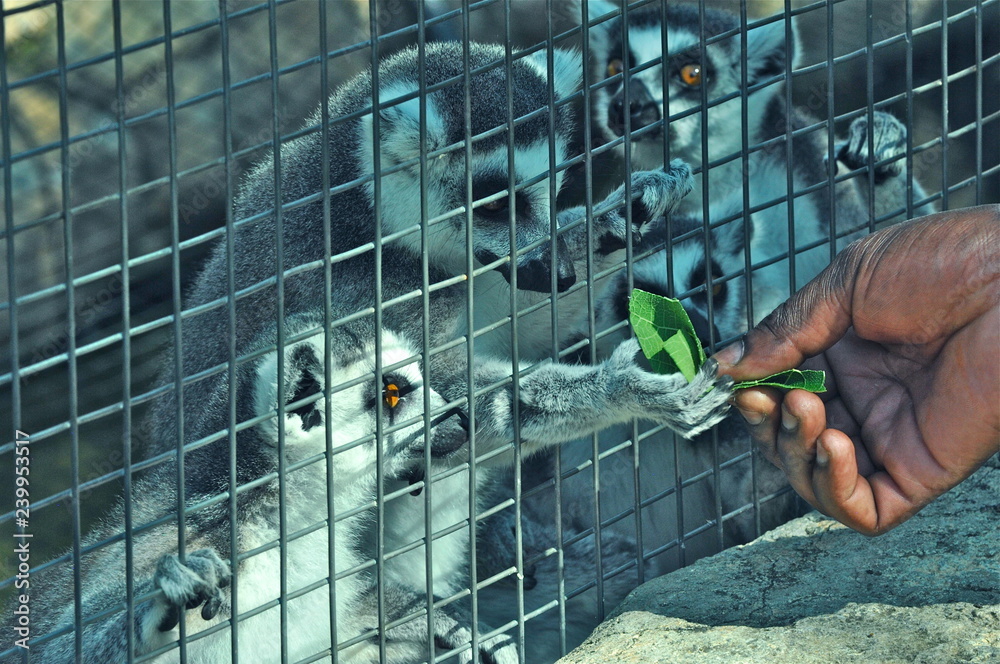 Fototapeta premium Feeding Lemurs