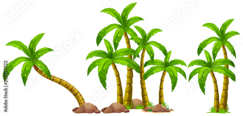 Isolated palm tree on white background