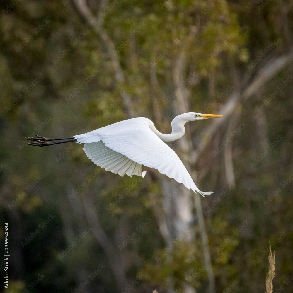Isolated white Egret bird in flight- Israel Isolated white Egret bird in flight- Israel