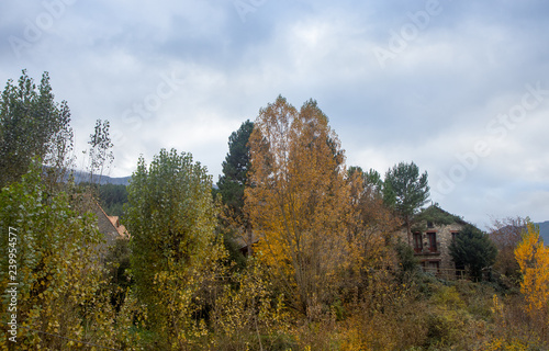 autumnal landscape in nature