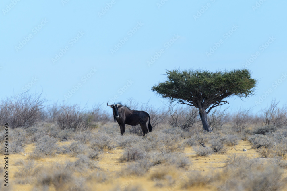 Gnu antelope in the African savanna Gnu antelope in the African savanna
