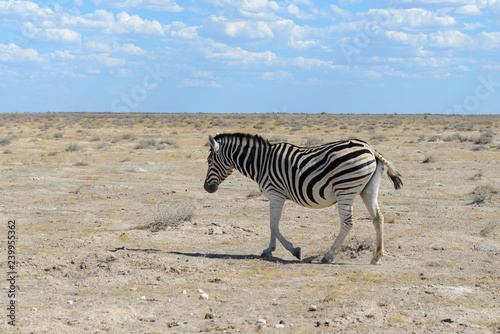 Wild zebra in in africa national park