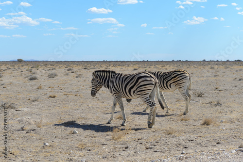 Wild zebras in in african national park