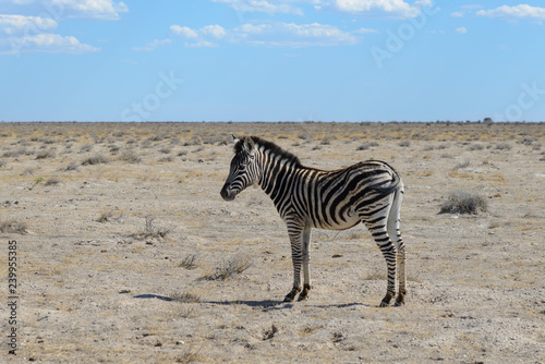Wild zebra in in africa national park