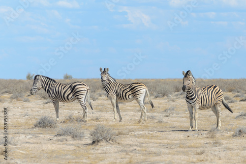 Wild zebras in in african national park
