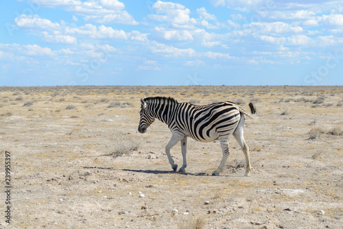 Wild zebra in in africa national park © Alexey Seafarer