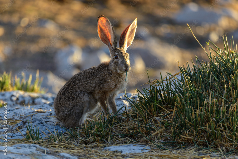 Wild african hare sitting Wild african hare sitting