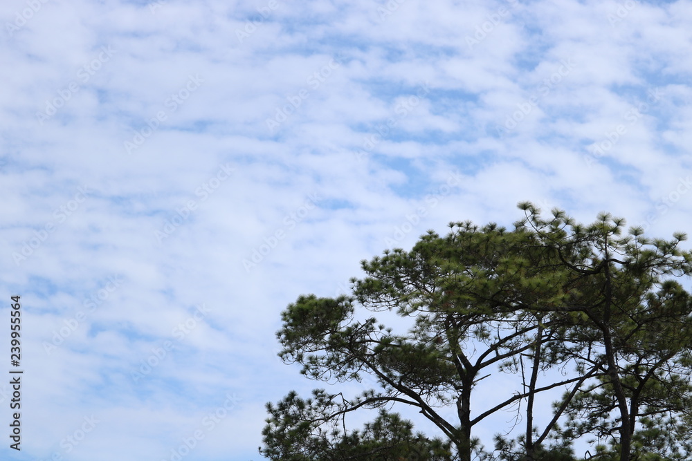 Pine trees in the forest and the sky. Pine trees in the forest and the sky.