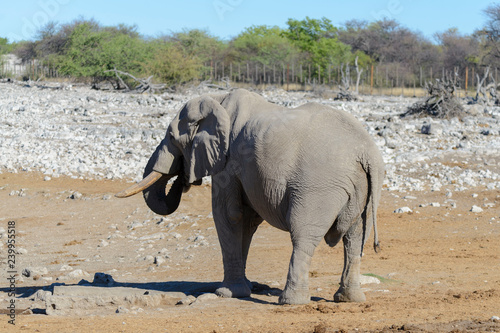 Wild elephant in the African savanna
