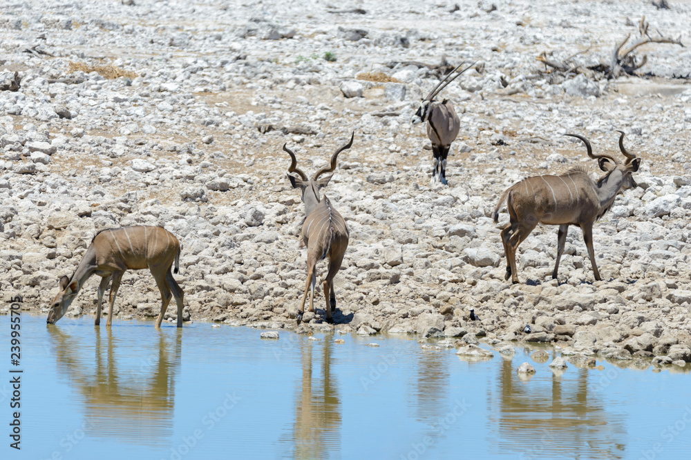 Kudu antelopes in the African savanna Kudu antelopes in the African savanna