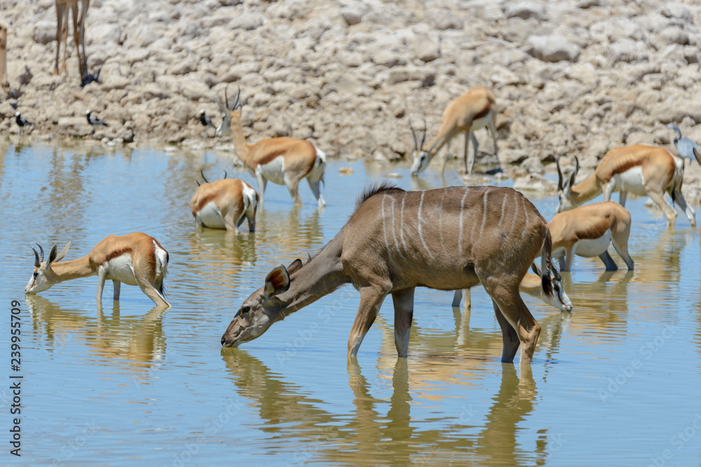 Fototapeta premium Kudu antelopes in the African savanna