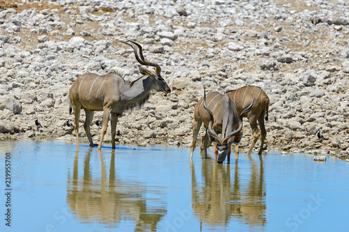 Kudu antelopes in the African savanna