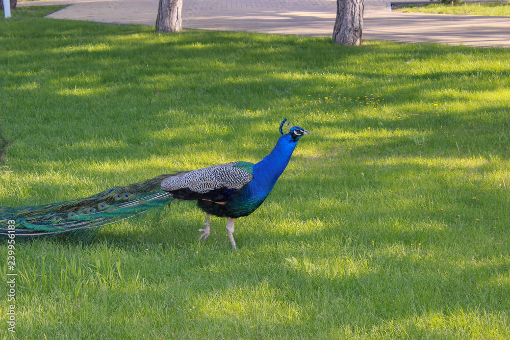 Beautiful peacock walking on the lawn Beautiful peacock walking on the lawn