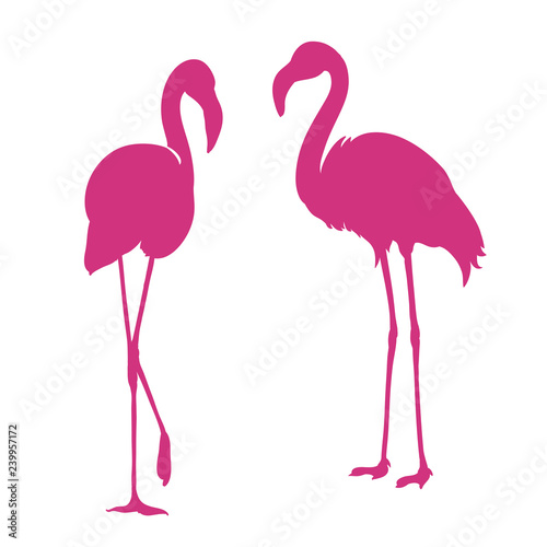 Flamingo. Exotic bird. Two pink flamingo  decorative flat design element