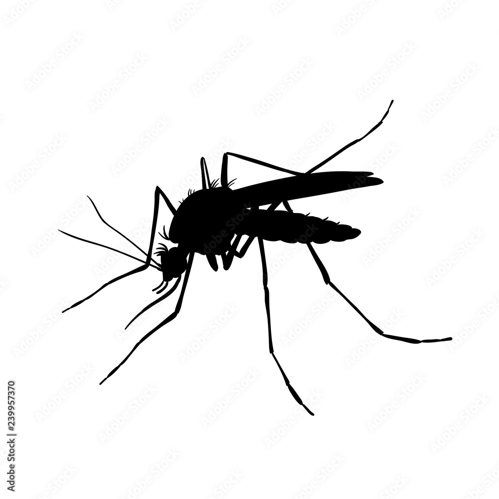 Mosquito. Black and white drawing by hand. Silhouettes Stock Vector