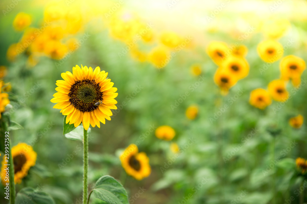 Fototapeta premium Field of blooming sunflowers, summer