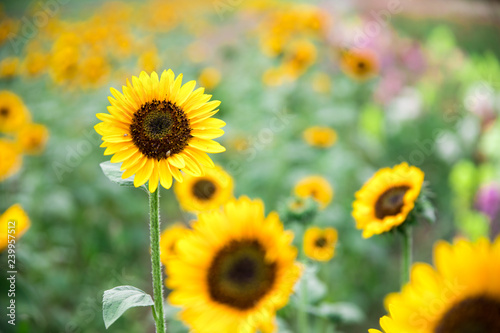 Fototapeta Naklejka Na Ścianę i Meble -  Field of blooming sunflowers, summer