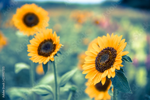 Fototapeta Naklejka Na Ścianę i Meble -  Field of blooming sunflowers, summer
